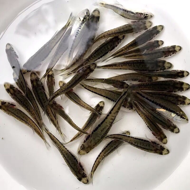 鲈鱼苗，自家渔场提供，活力好成活率高，欢迎联系咨询发全国