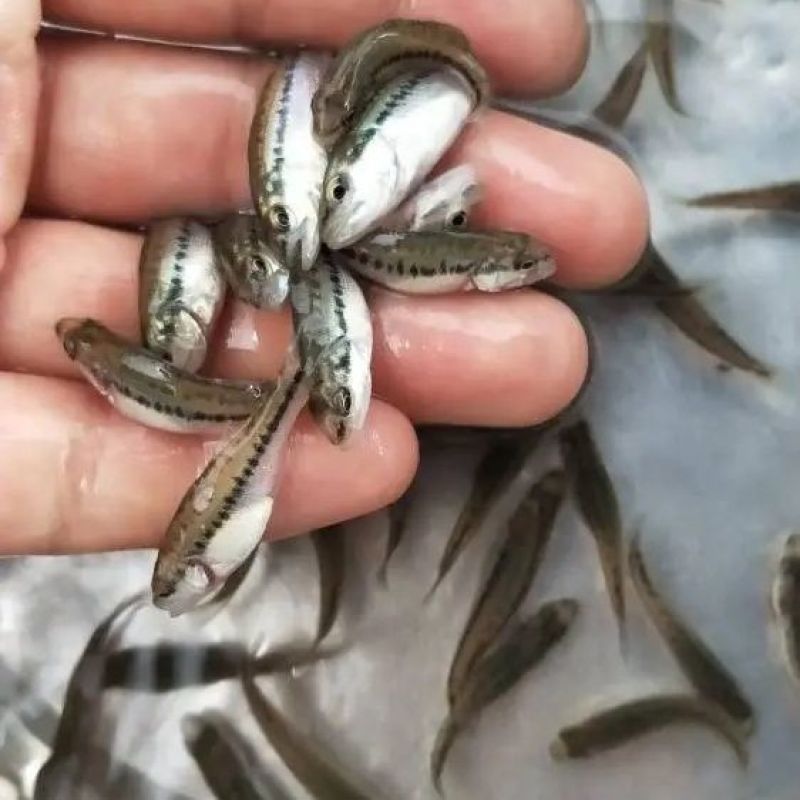 鲈鱼苗，自家渔场提供，活力好成活率高，欢迎联系咨询发全国
