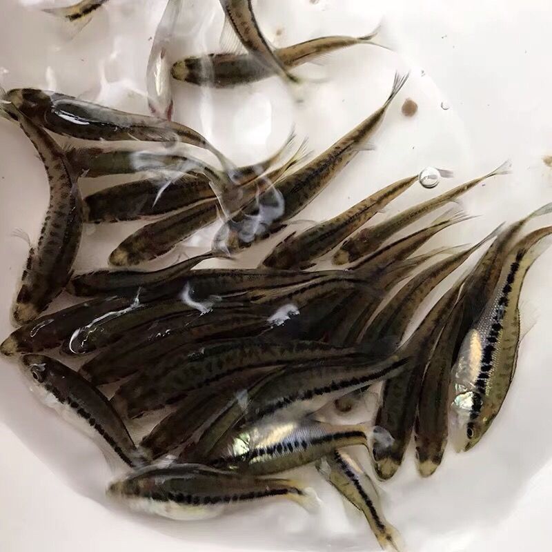 鲈鱼苗，自家渔场提供，活力好成活率高，欢迎联系咨询发全国