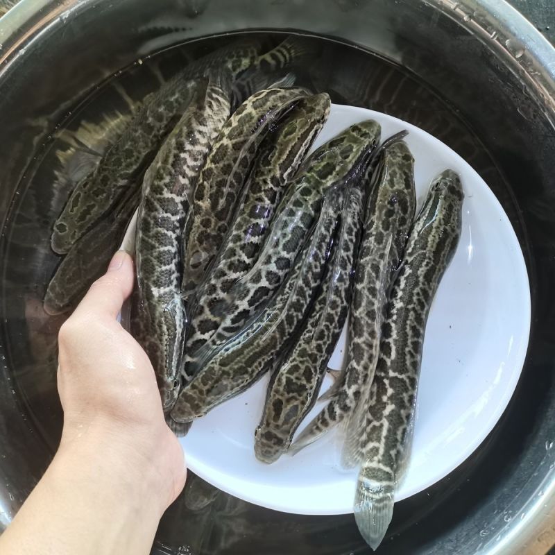 黑鱼苗，自家渔场提供，量大从优，发全国各地，量大可商议。