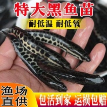 黑鱼苗，自家渔场提供，量大从优，发全国各地，量大可商议。