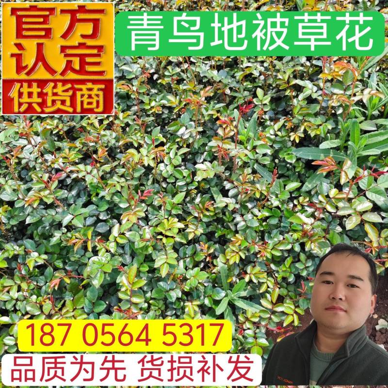 地被月季容器苗产地直发保质保量一手货源