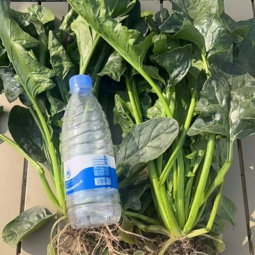 150亩高杆菠菜出售