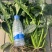 150亩高杆菠菜出售
