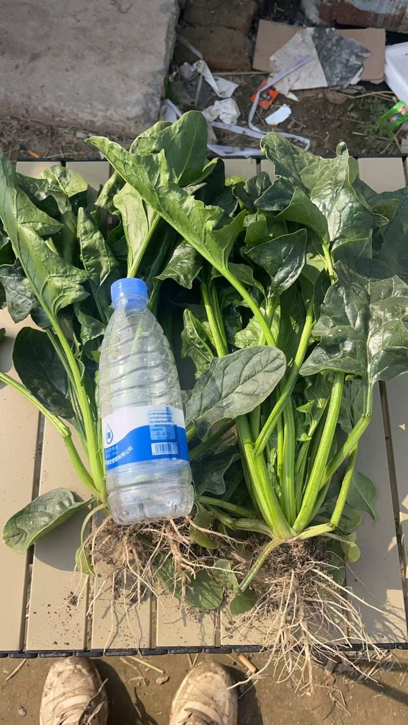 150亩高杆菠菜出售