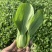 反季节油菜种植基地欢迎合作每天3-5w斤
