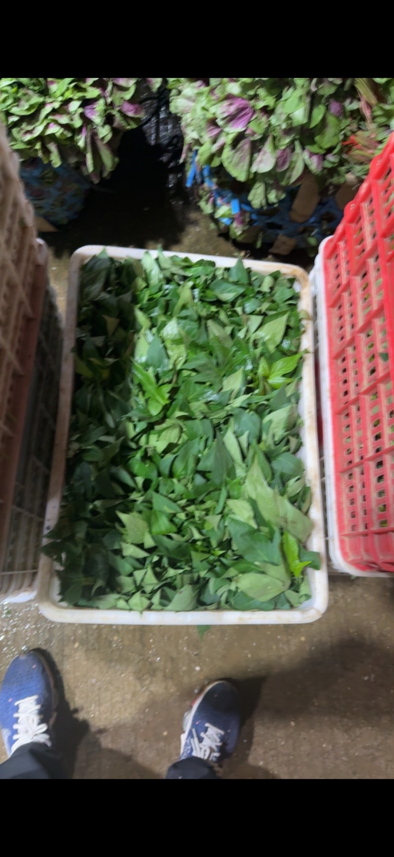 苕尖，毛白菜，上海青