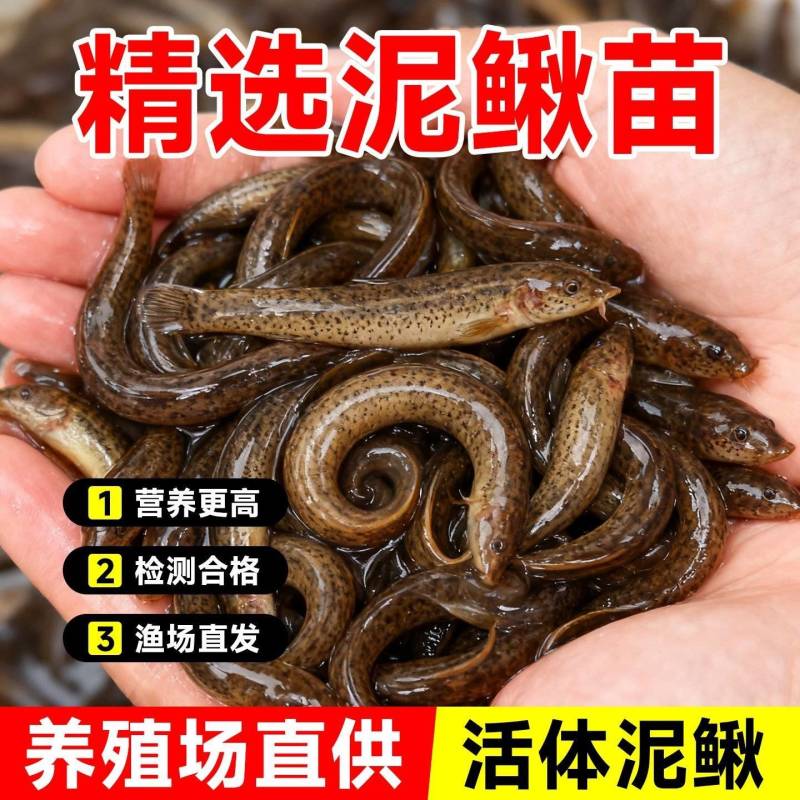 优质泥鳅苗，自家渔场提供，量大从优，欢迎联系咨询选购吧！