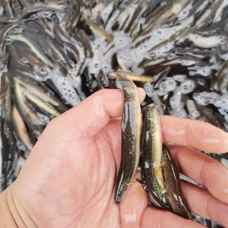 优质泥鳅苗，自家渔场提供，量大从优，欢迎联系咨询选购吧！