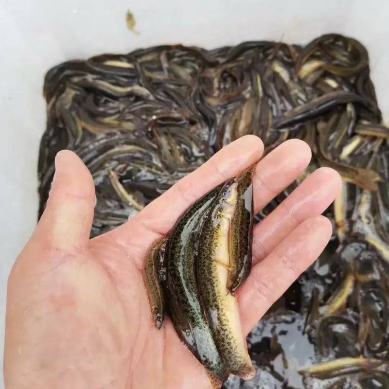 优质泥鳅苗，自家渔场提供，量大从优，欢迎联系咨询选购吧！
