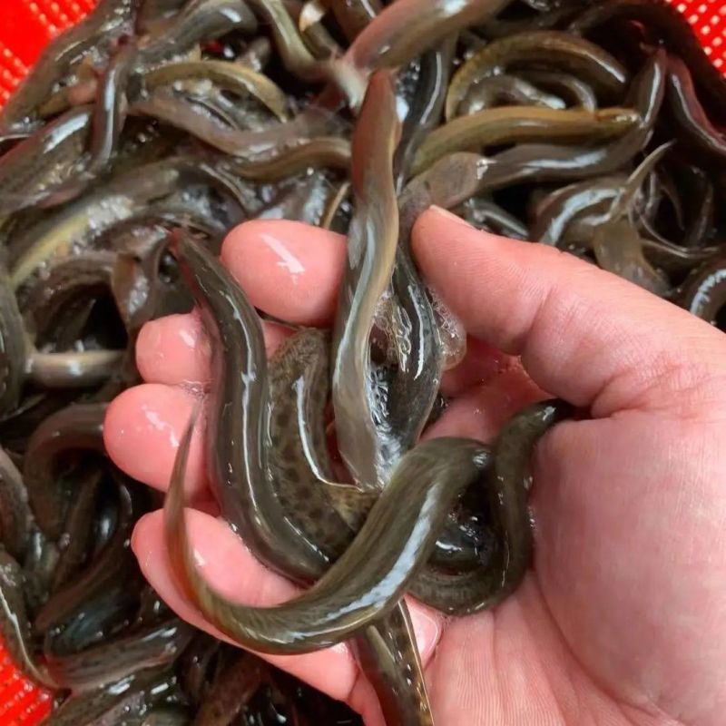 优质泥鳅苗，自家渔场提供，量大从优，欢迎联系咨询选购吧！