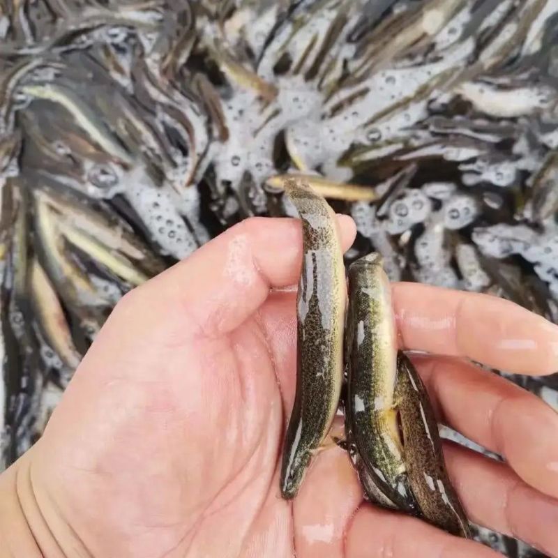 优质泥鳅苗，自家渔场提供，量大从优，欢迎联系咨询选购吧！