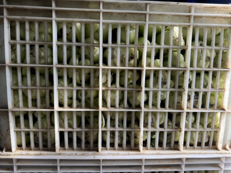 反季节油菜种植基地欢迎合作每天3-5w斤