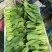 反季节油菜种植基地欢迎合作每天3-5w斤