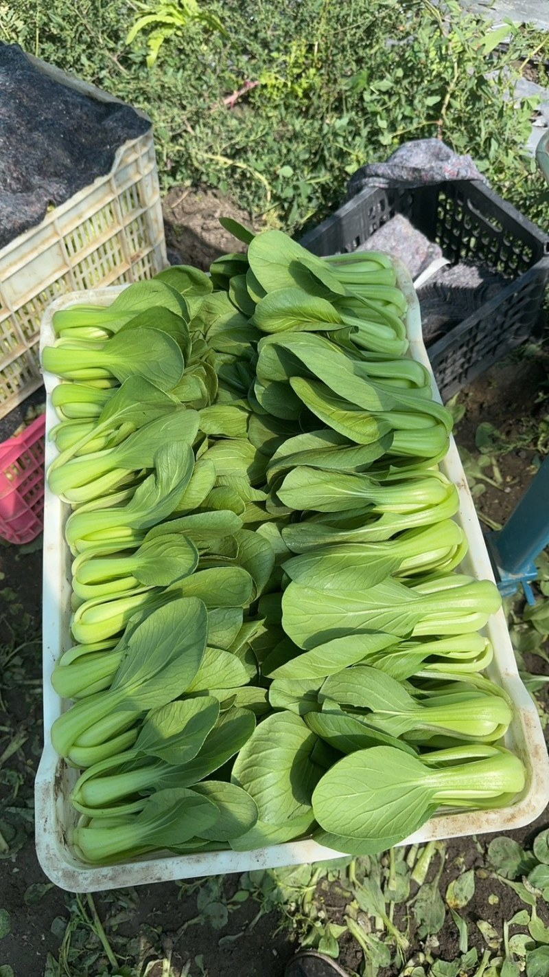 反季节油菜种植基地欢迎合作每天3-5w斤