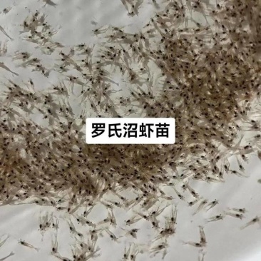 罗氏虾幼苗0.5-1厘米，量大从优，欢迎沟通联系我吧！
