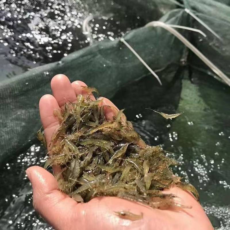 罗氏虾幼苗0.5-1厘米，量大从优，欢迎沟通联系我吧！