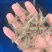 罗氏虾幼苗0.5-1厘米，量大从优，欢迎沟通联系我吧！