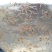 罗氏虾幼苗0.5-1厘米，量大从优，欢迎沟通联系我吧！