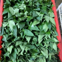 苕尖，毛白菜，上海青