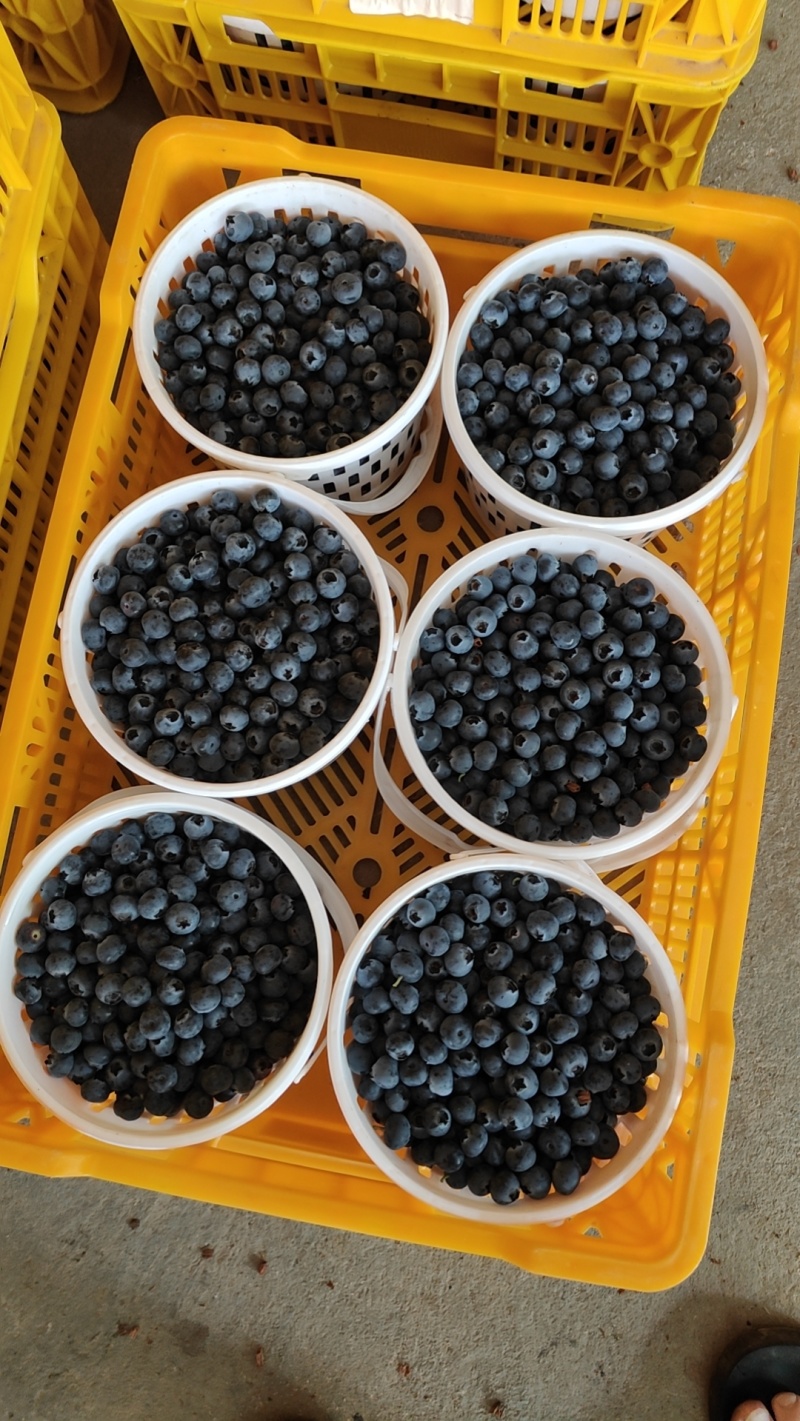云南抚仙湖蓝莓