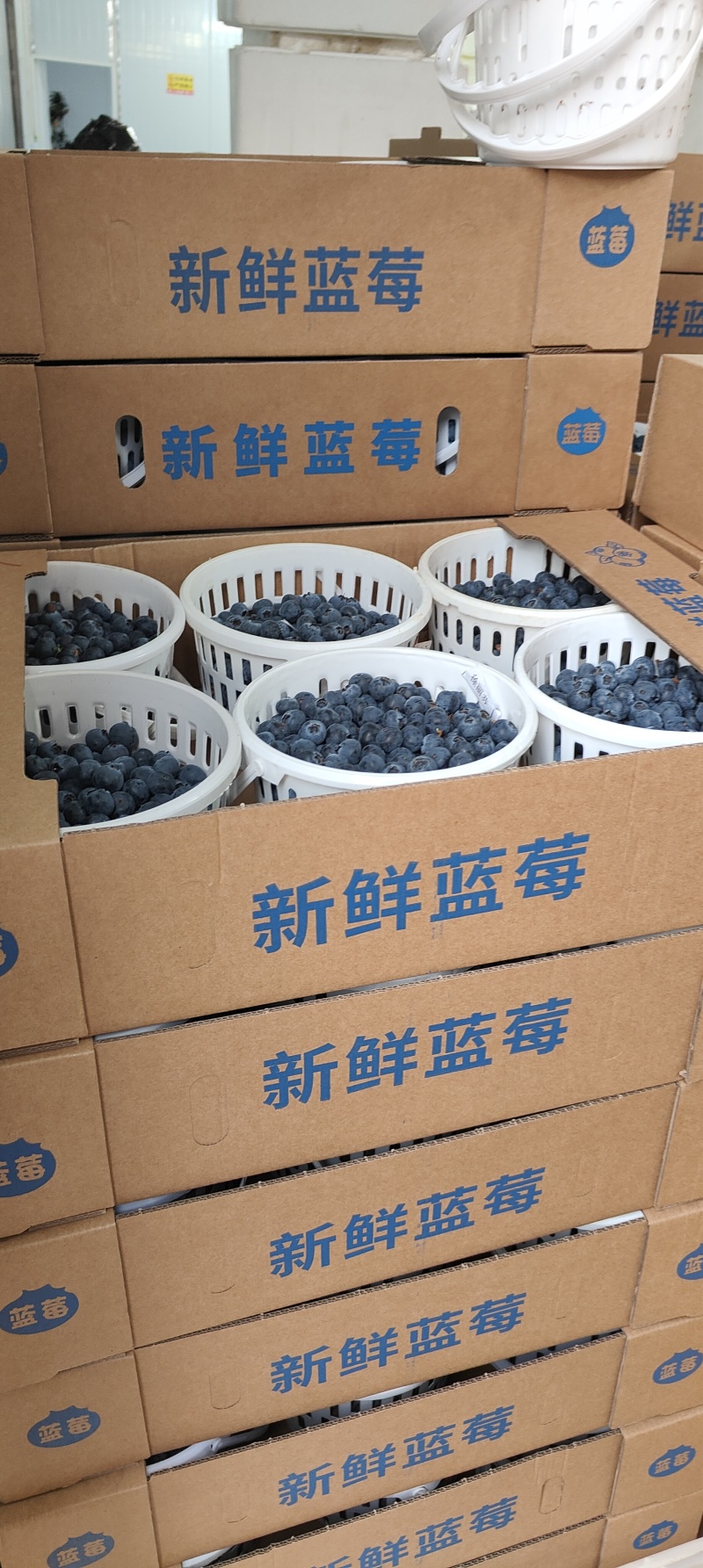 云南抚仙湖蓝莓