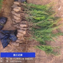 沙地柏