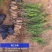 沙地柏