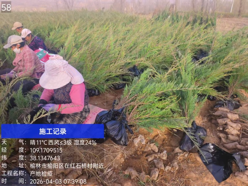 沙地柏