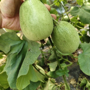 绿美人甜瓜口感特甜酥脆种植产地量大看瓜定棚诚信代办