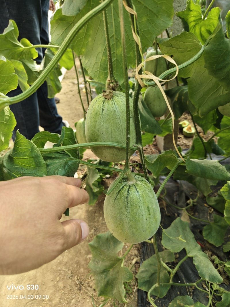 绿美人甜瓜口感特甜酥脆种植产地量大看瓜定棚诚信代办