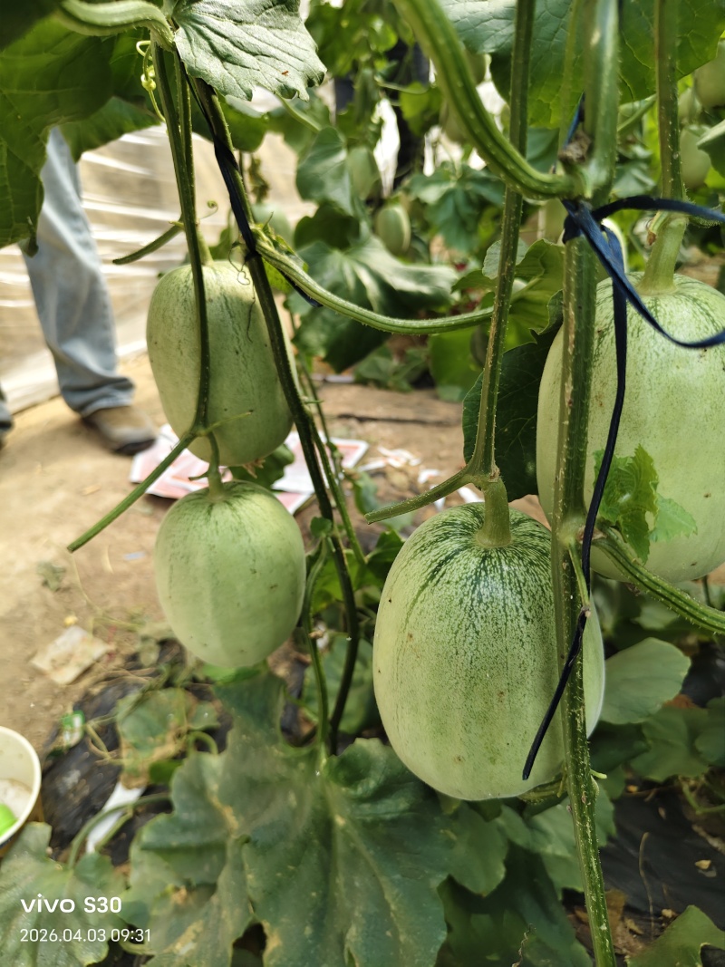 绿美人甜瓜口感特甜酥脆种植产地量大看瓜定棚诚信代办