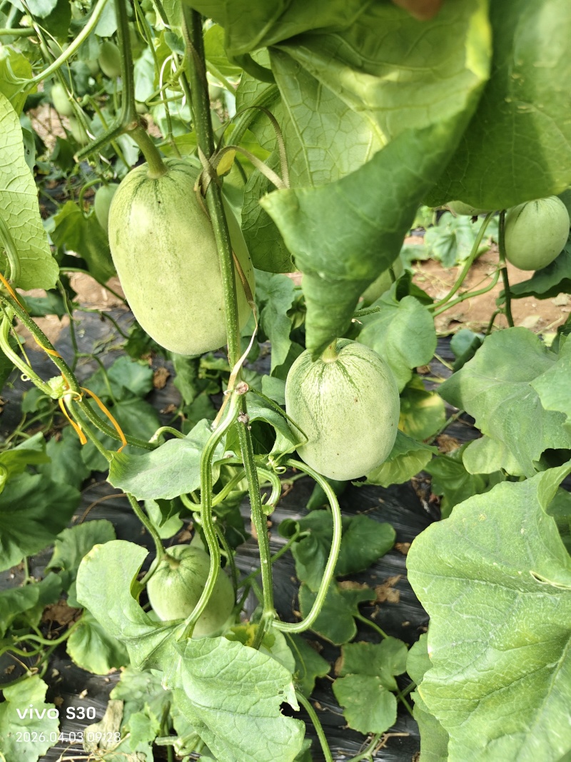 绿美人甜瓜口感特甜酥脆种植产地量大看瓜定棚诚信代办
