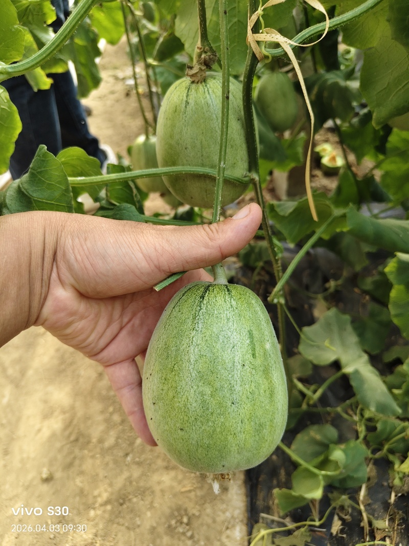 绿美人甜瓜口感特甜酥脆种植产地量大看瓜定棚诚信代办