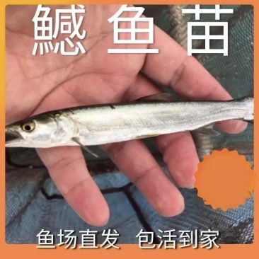鳡鱼苗，品质保证，自家渔场提供，欢迎需要的朋友联系咨询我