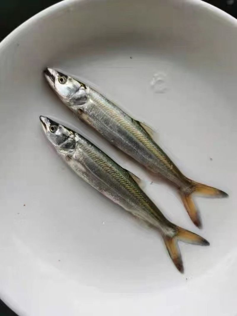 鳡鱼苗，品质保证，自家渔场提供，欢迎需要的朋友联系咨询我