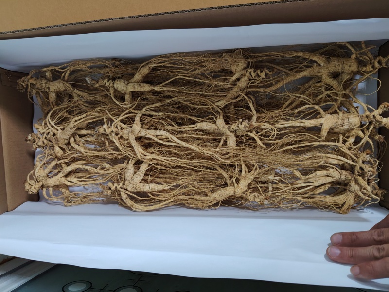 15年以上林下参干货