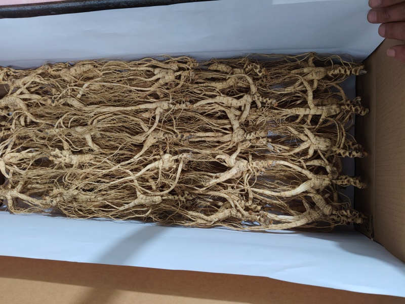 15年以上林下参干货