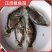 鳜鱼鱼苗，渔场提供，正宗鳜鱼苗，活力旺，量大从优，欢迎联
