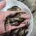 鳜鱼鱼苗，渔场提供，正宗鳜鱼苗，活力旺，量大从优，欢迎联