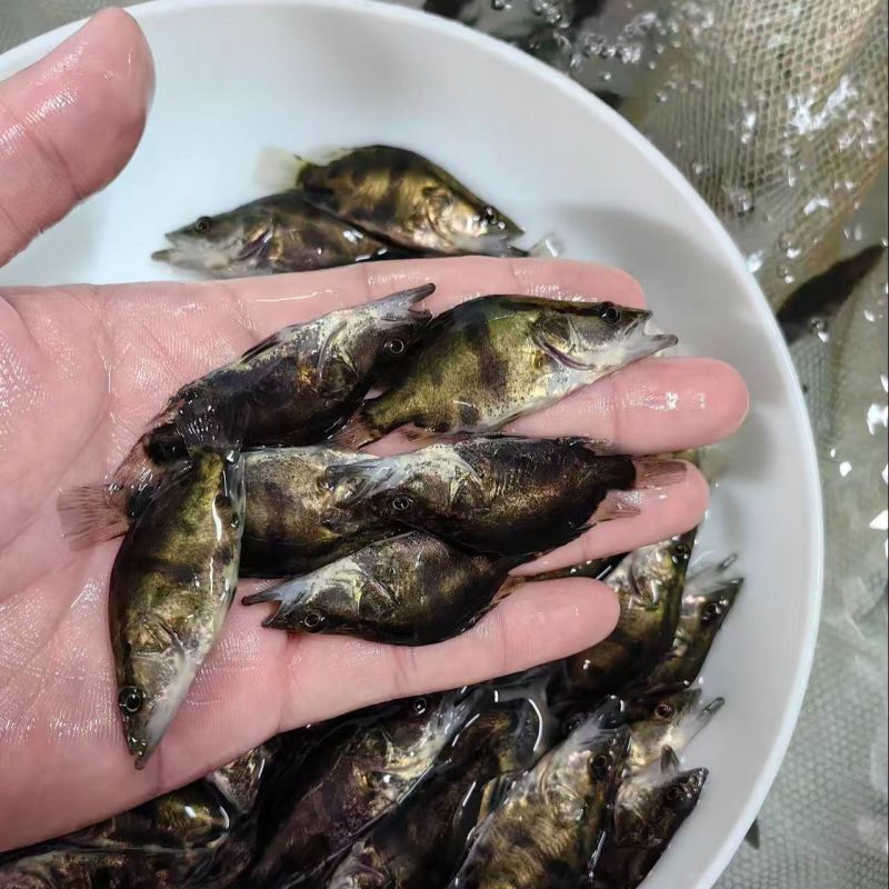 鳜鱼鱼苗，渔场提供，正宗鳜鱼苗，活力旺，量大从优，欢迎联