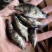 鳜鱼鱼苗，渔场提供，正宗鳜鱼苗，活力旺，量大从优，欢迎联