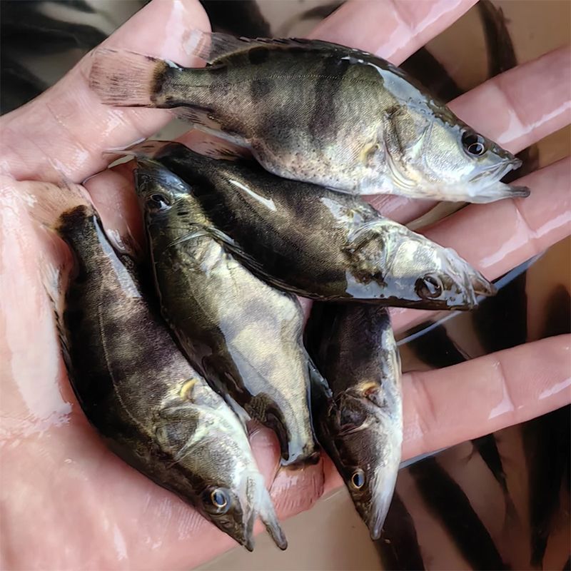 鳜鱼鱼苗，渔场提供，正宗鳜鱼苗，活力旺，量大从优，欢迎联