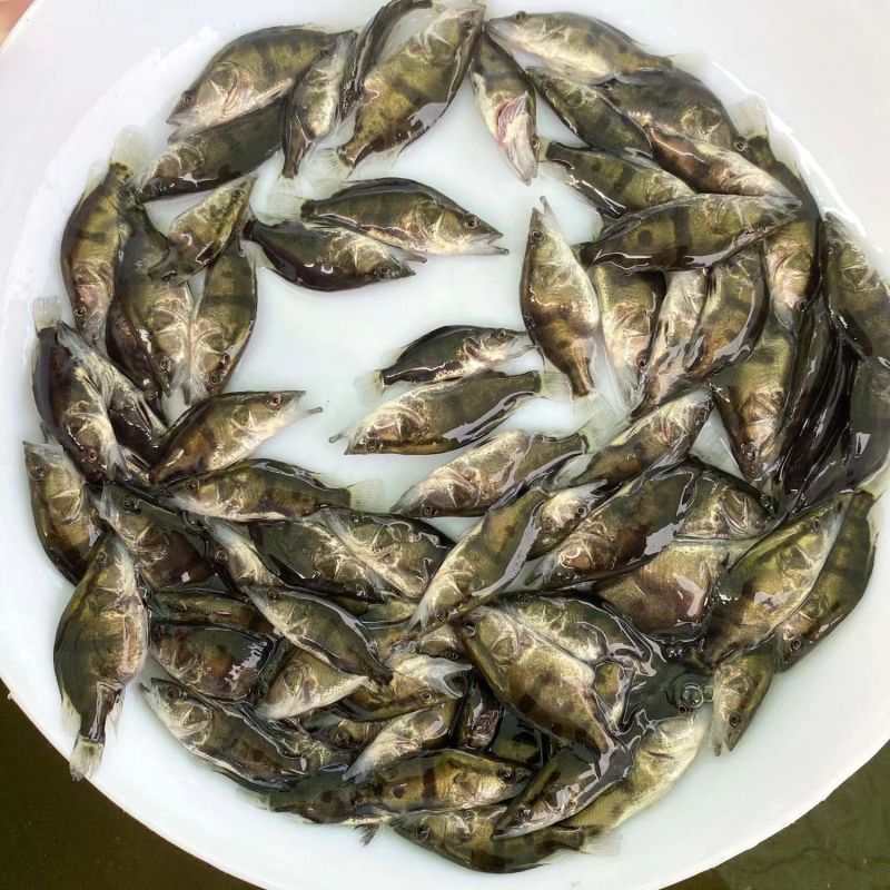 鳜鱼鱼苗，渔场提供，正宗鳜鱼苗，活力旺，量大从优，欢迎联