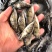 鳜鱼鱼苗，渔场提供，正宗鳜鱼苗，活力旺，量大从优，欢迎联