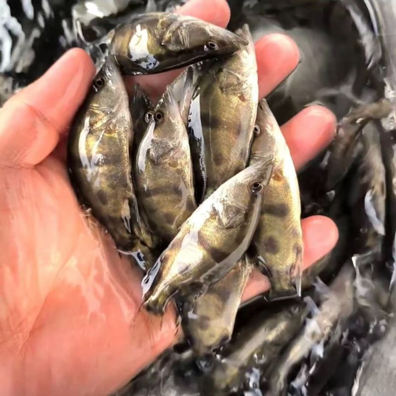鳜鱼鱼苗，渔场提供，正宗鳜鱼苗，活力旺，量大从优，欢迎联