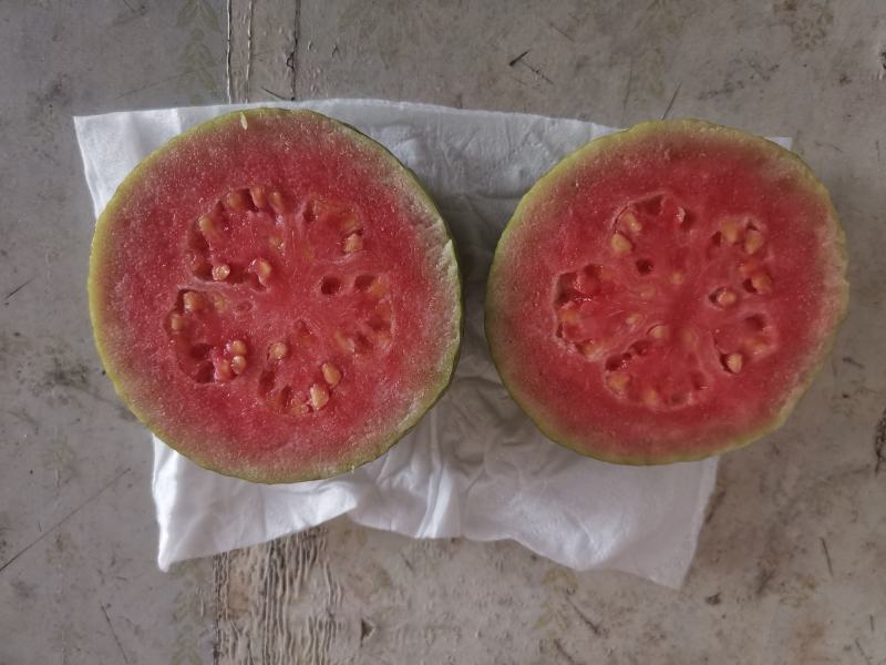 番石榴
