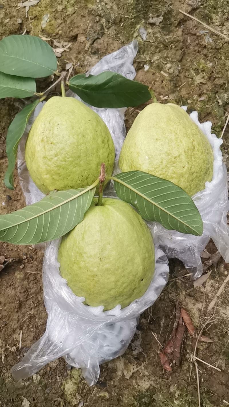 番石榴