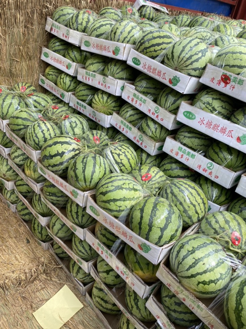 8424西瓜基地直供现摘现发可实地、视频看货欢迎采购