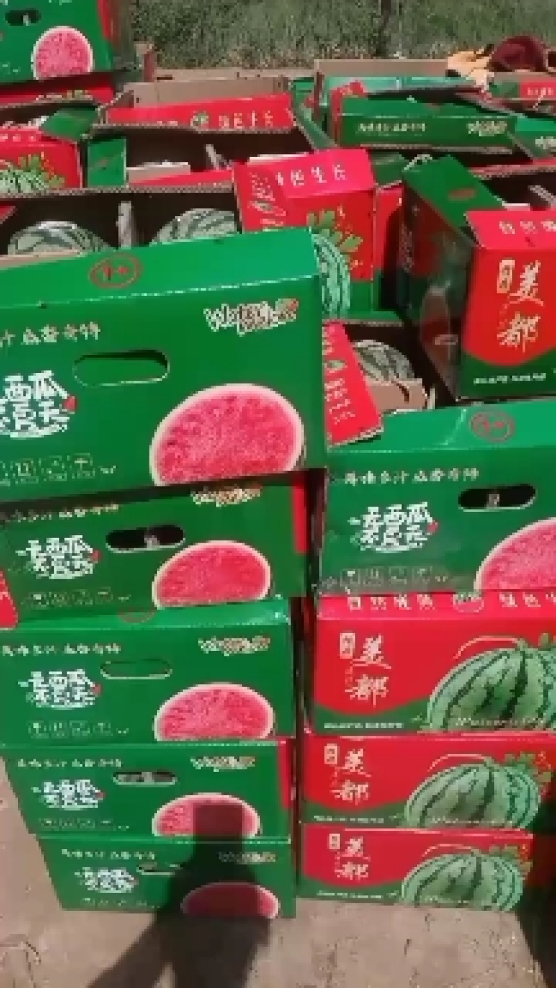 8424西瓜基地直供现摘现发可实地、视频看货欢迎采购